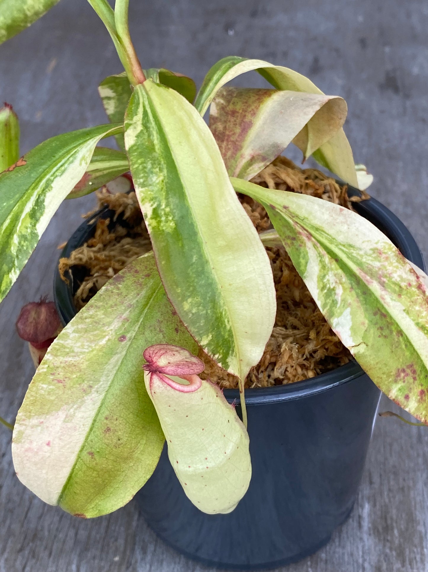 Variegated Nepenthes Miribillis Pitcher Plant