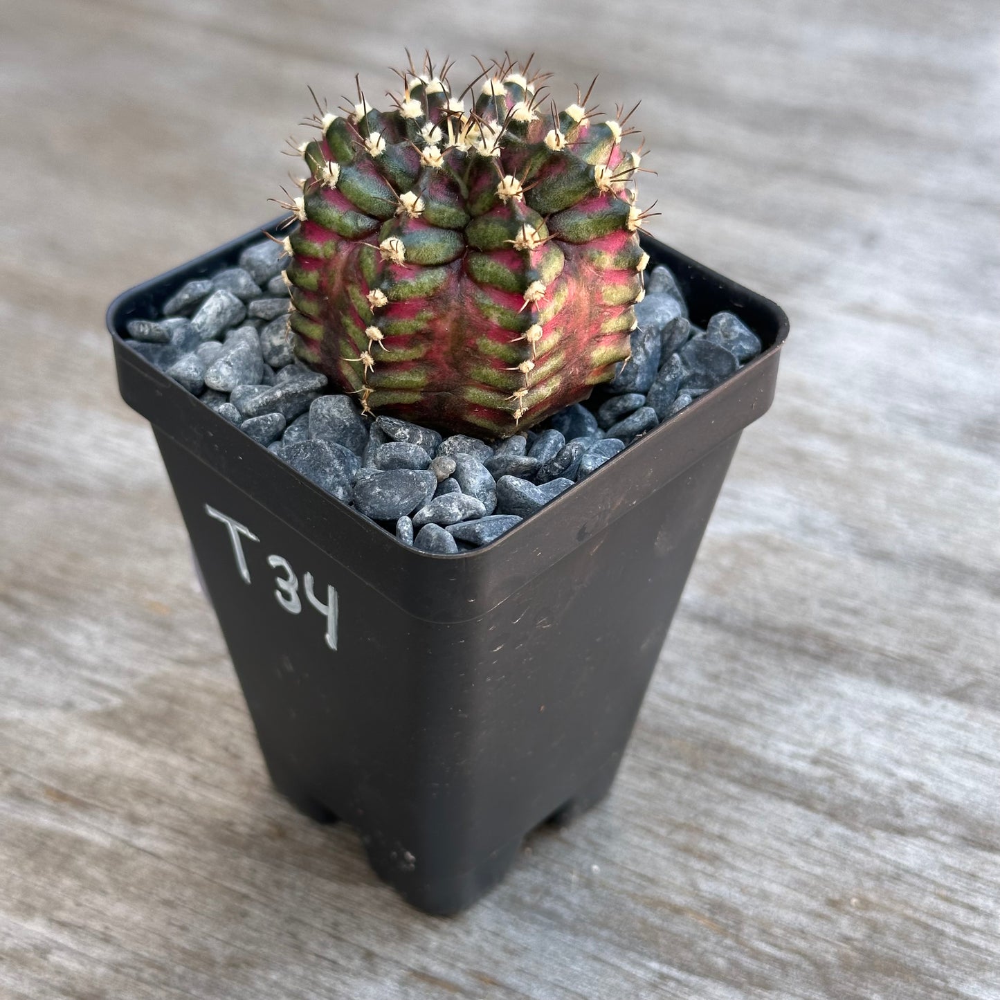 Gymnocalycium T-lux 🦖 Cactus