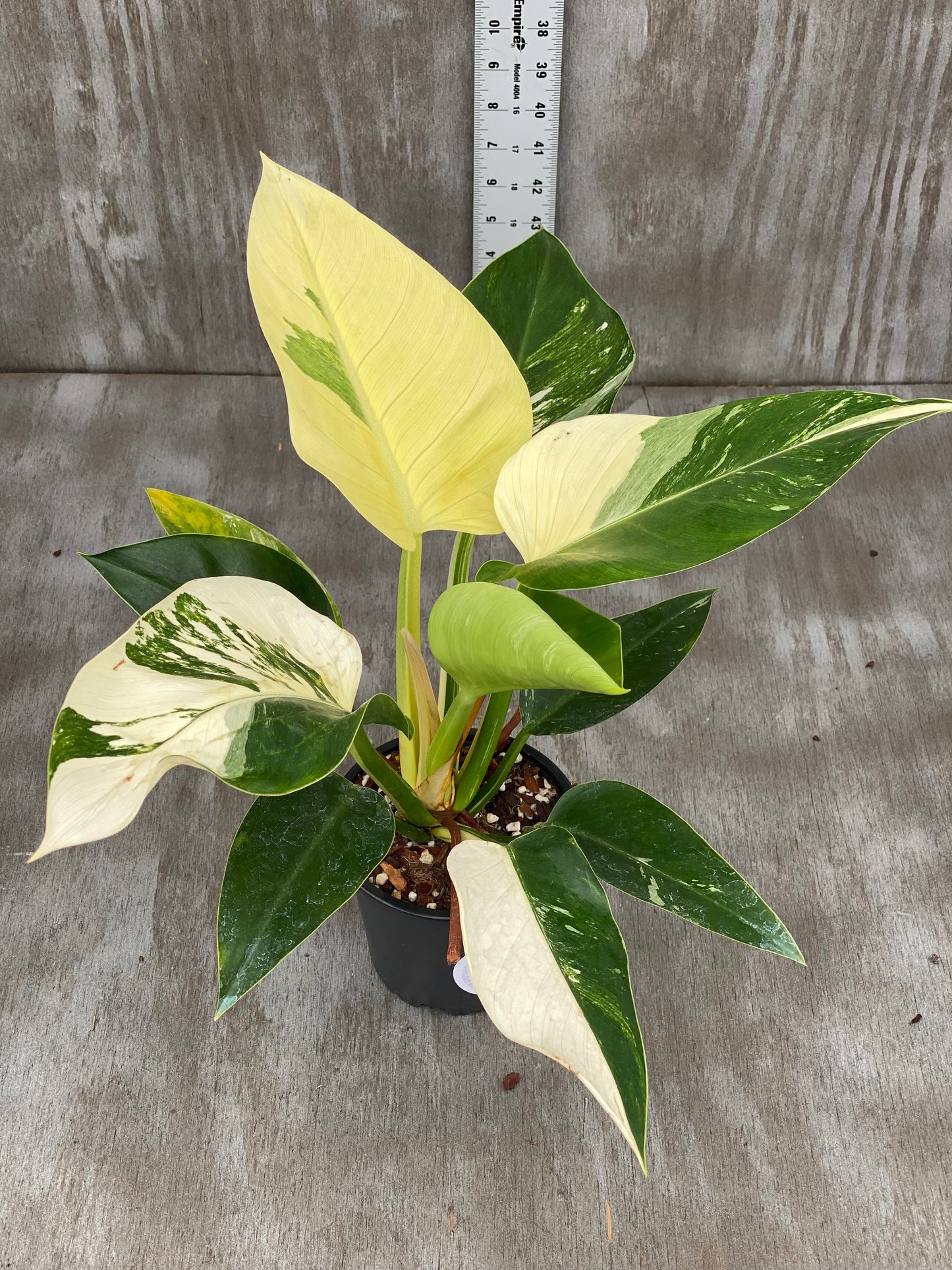 Philodendron Variegated Green Congo