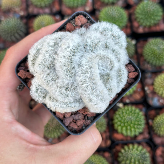 Mammilaria Albicoma “Fuzzy Brain Cactus”