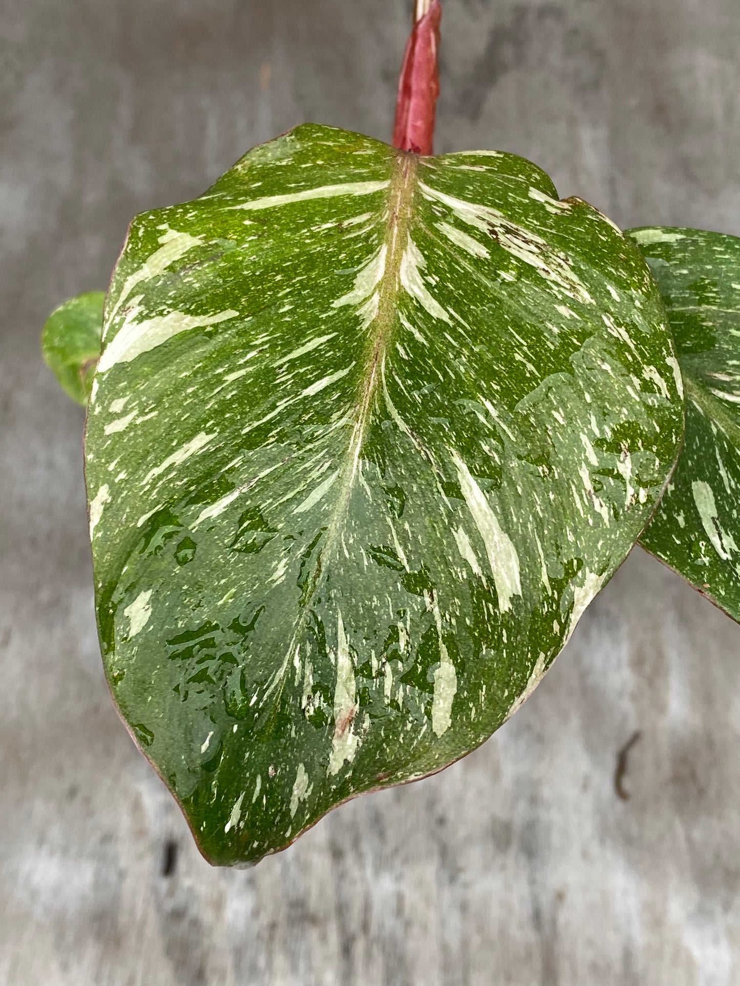 Philodendron White Knight Galaxy Mother Plant
