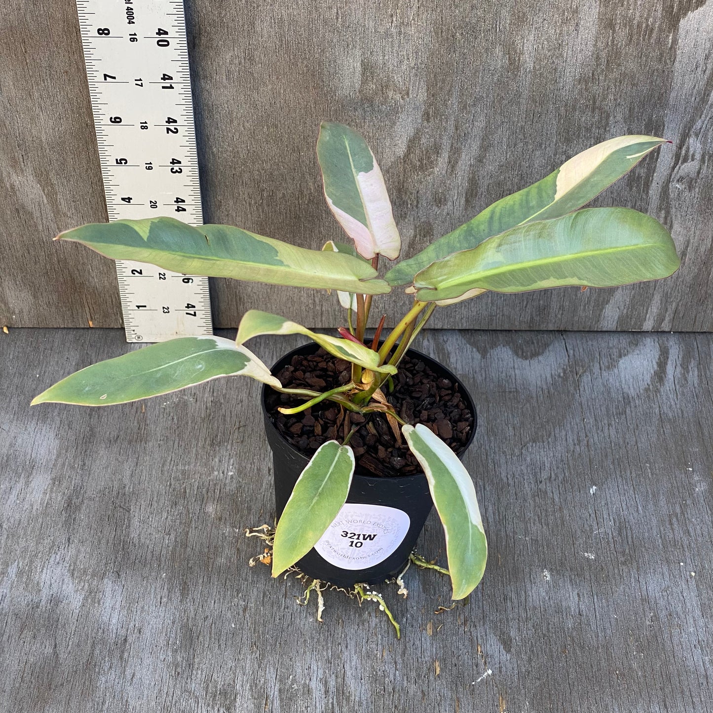 Philodendron Atabapoense Albo