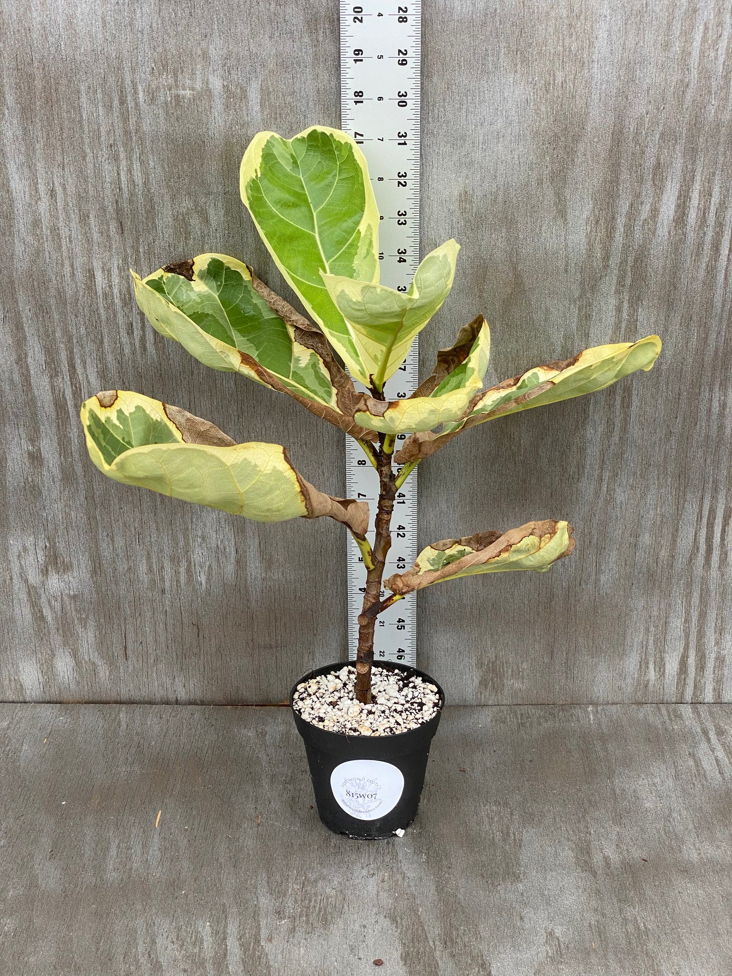 Ficus Lyrata Variegated Fiddle Leaf Fig