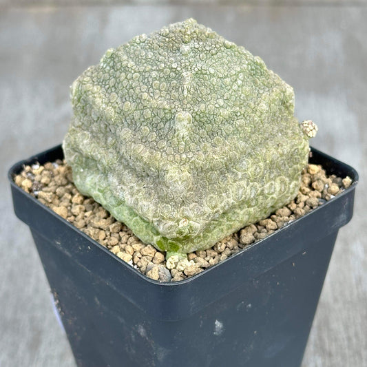 Pseudolithos Cubiformis Cactus