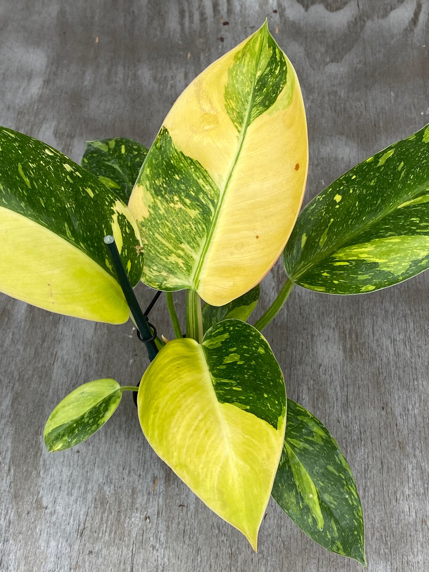Philodendron Nuclear Congo