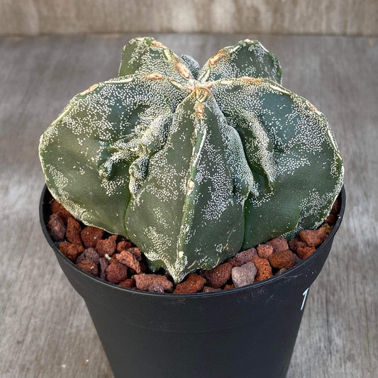 Astrophytum Myrostigma Fukuryu Cactus