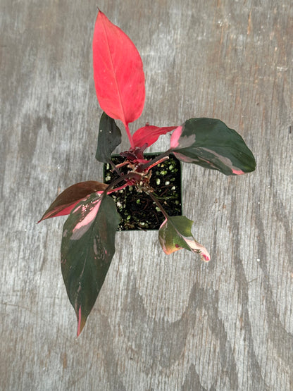 Homalomena Humilis Black Velvet Pink 727WEB071