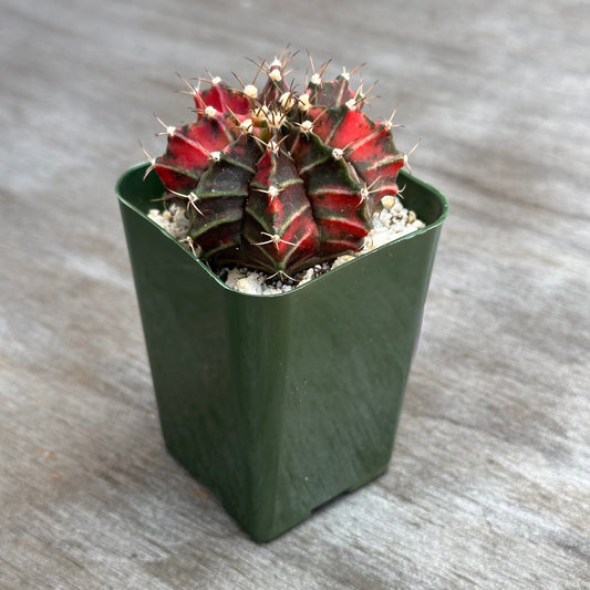 Gymnocalycium Mihanovichii Variegated Cactus