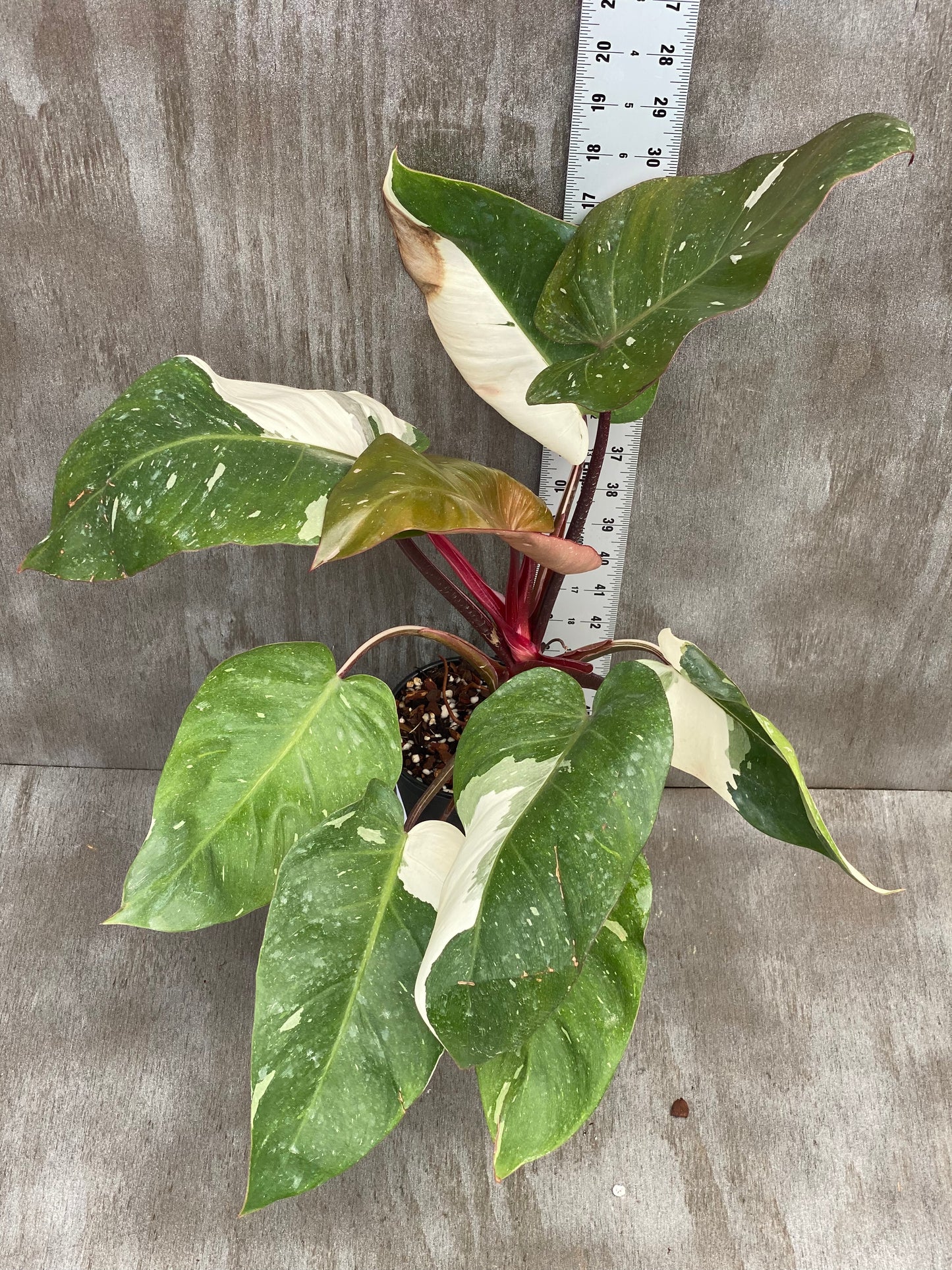 Philodendron Red Anderson (bushy and splashy!)
