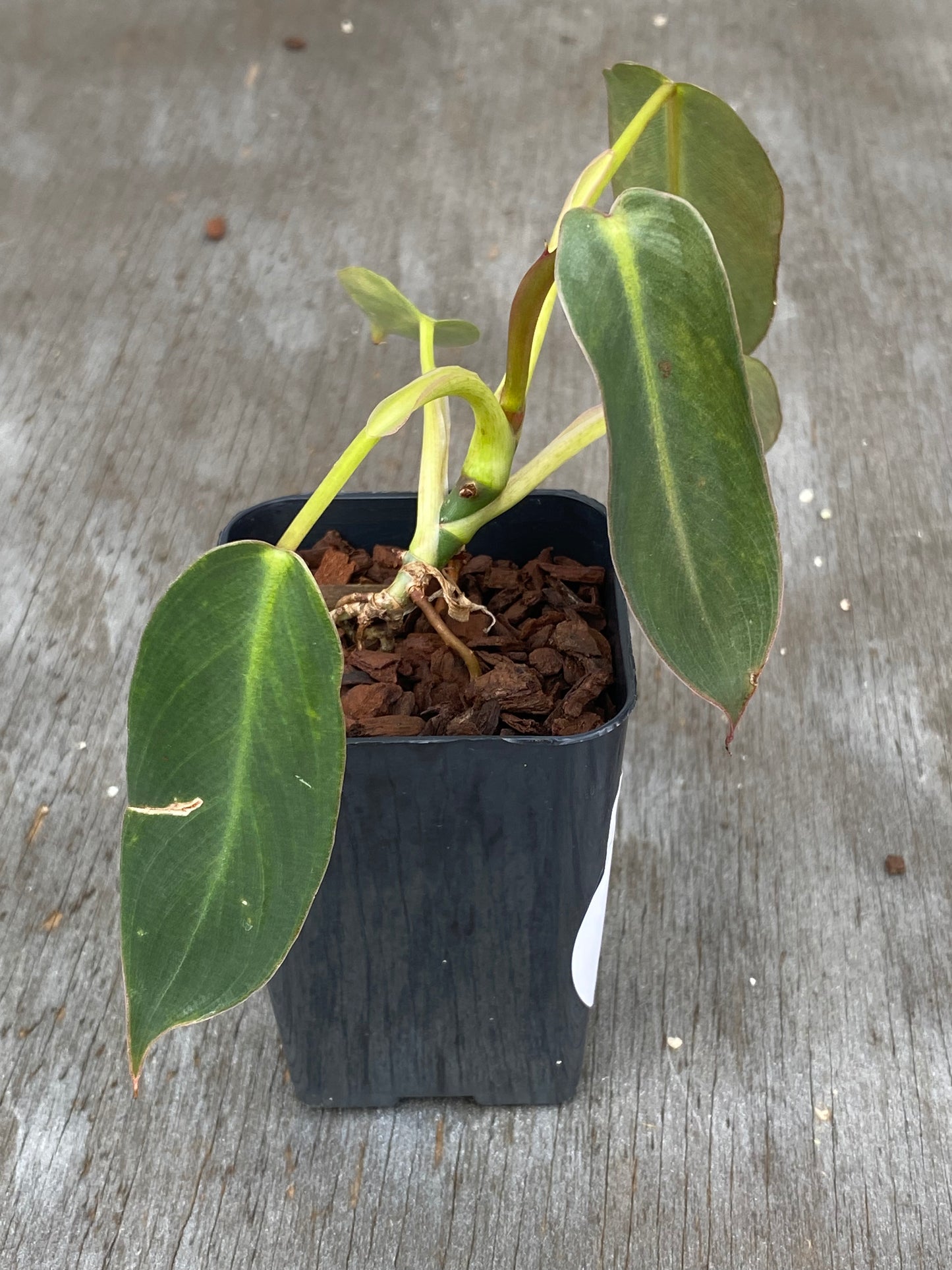 Philodendron Spiritus Sancti (seed grown)