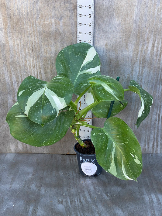 Philodendron White Wizard (big high color)