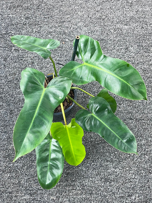 Growers Choice - Philodendron Florida x Billie