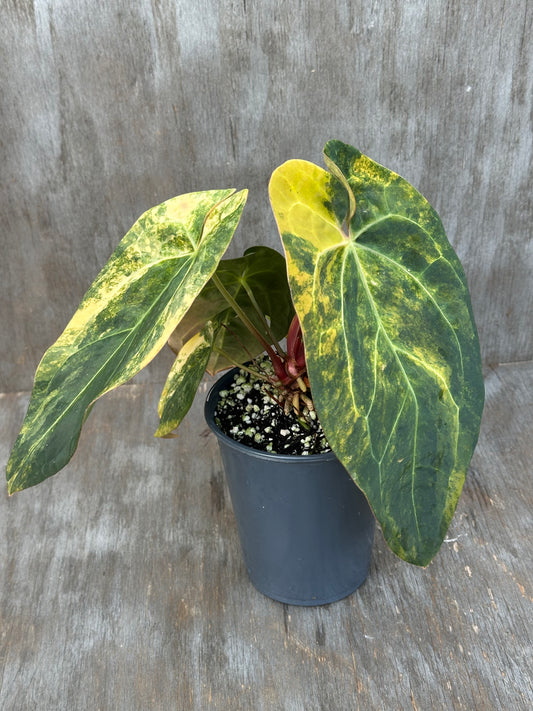 Anthurium Indonesian Variegated 727WEB010
