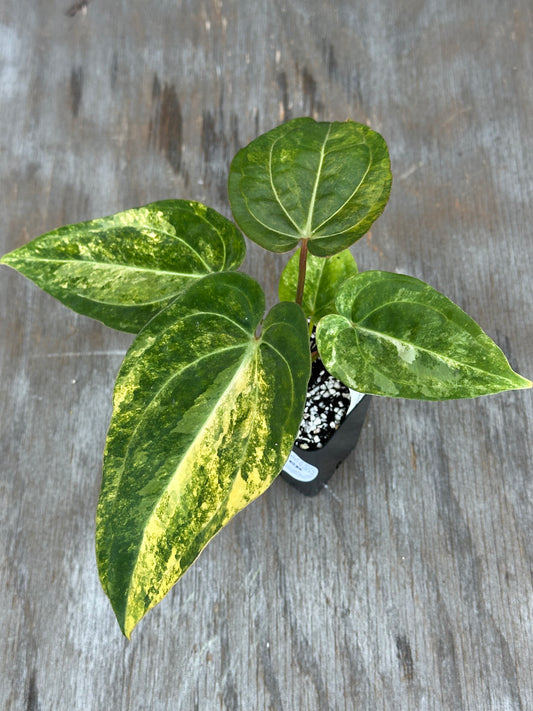 Anthurium Papillilaminum x Waroqueanum x Carlablackiae 727WEB017