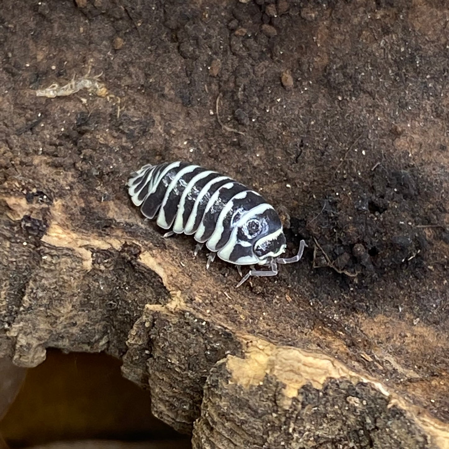 Armadillidium sp. Maculatum 'High White Dalmatian' isopod with distinctive high-contrast spots, displayed on a natural substrate, showcasing its unique pattern and texture.