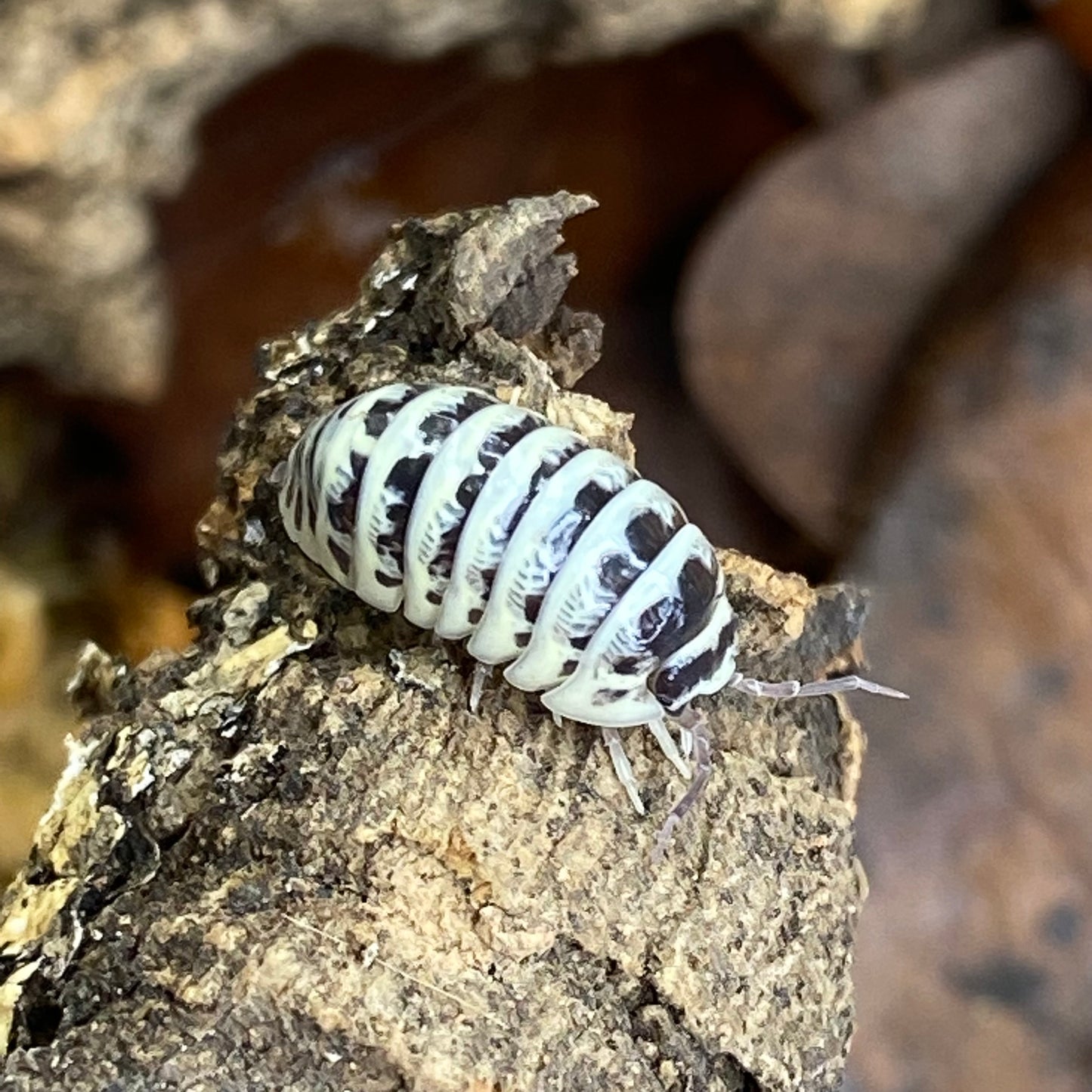 Armadillidium sp. Maculatum 'High White Dalmatian' isopod, showcasing its distinctive pattern and texture, ideal for terrariums and enthusiasts.