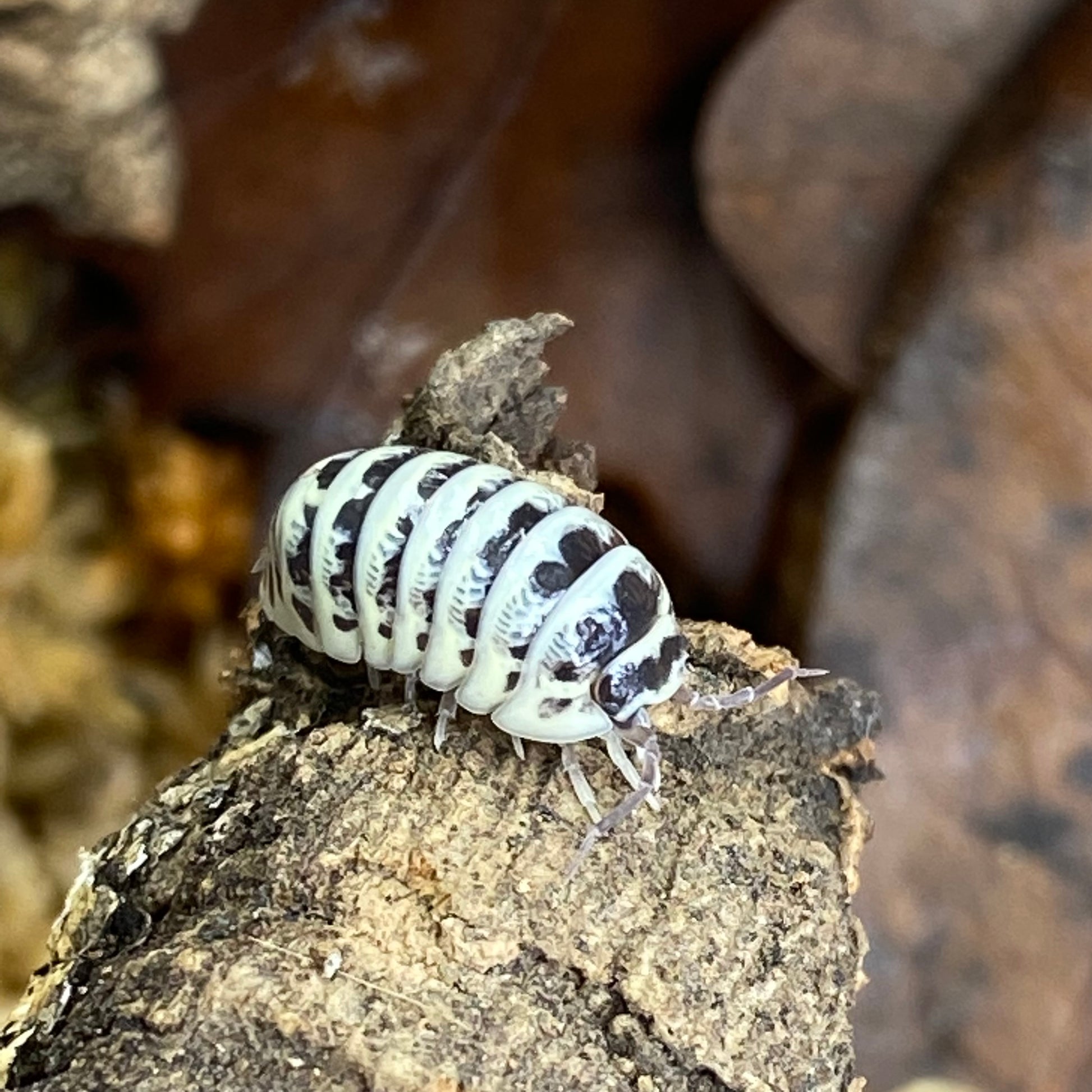 Armadillidium sp. Maculatum 'High White Dalmatian' isopod, with distinctive spotted patterns, curled up in a defensive posture on a natural substrate.