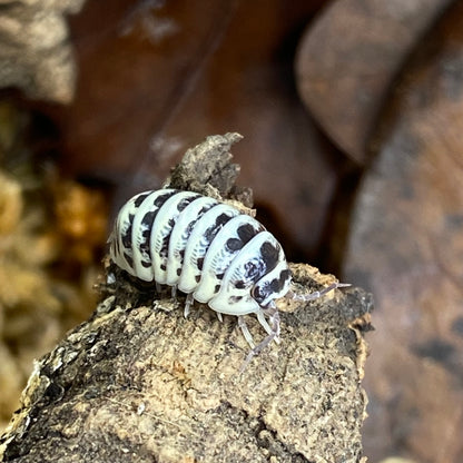 Armadillidium sp. Maculatum 'High White Dalmatian' isopod, with distinctive spotted patterns, curled up in a defensive posture on a natural substrate.