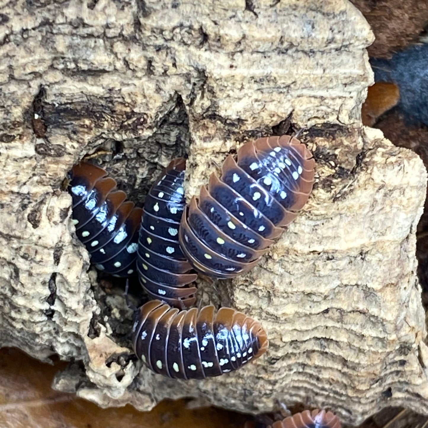 Armadillidium sp. klugii Clowns 'Montenegro' showcasing their unique segmented bodies and distinctive patterns, perfect for enthusiasts of exotic isopods.