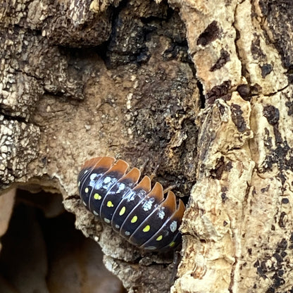 Armadillidium sp. klugii Clowns 'Montenegro', a unique isopod species, curled into a ball, showcasing its distinct segmented exoskeleton.