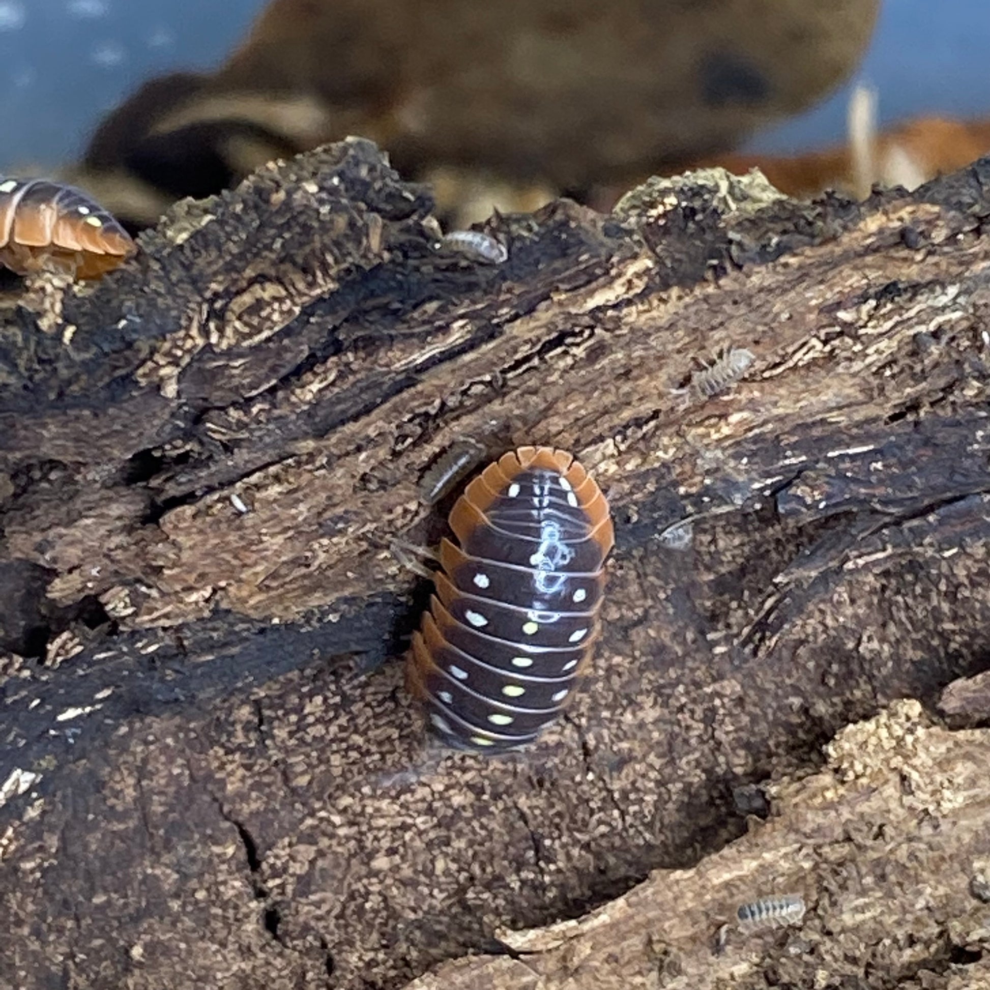 Armadillidium sp. klugii Clowns 'Montenegro' isopod displayed on a natural habitat background, highlighting its distinct segmented body and texture.