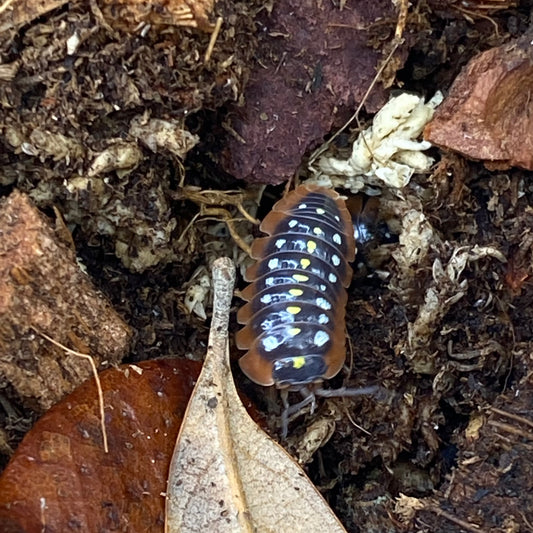 Armadillidium sp. klugii Clowns 'Montenegro', an invertebrate insect seen close-up on the ground, showcasing its detailed features.