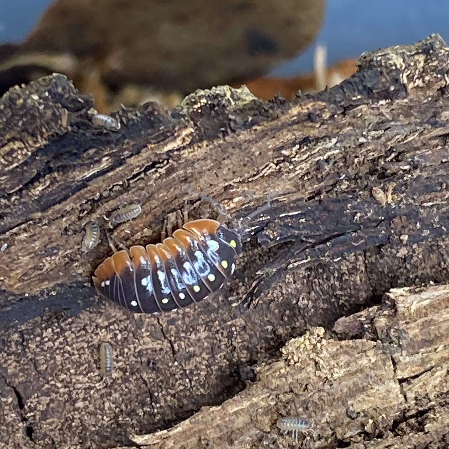 Armadillidium sp. klugii Clowns 'Montenegro' - a pill bug species known for its unique appearance, often kept as exotic pets.