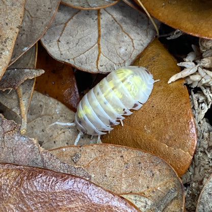 Armadillidium sp. vulgare 'orange spotted dalmatian' isopod, resembling magic potion variety, displayed close-up, highlighting its distinctive spotted pattern and texture.