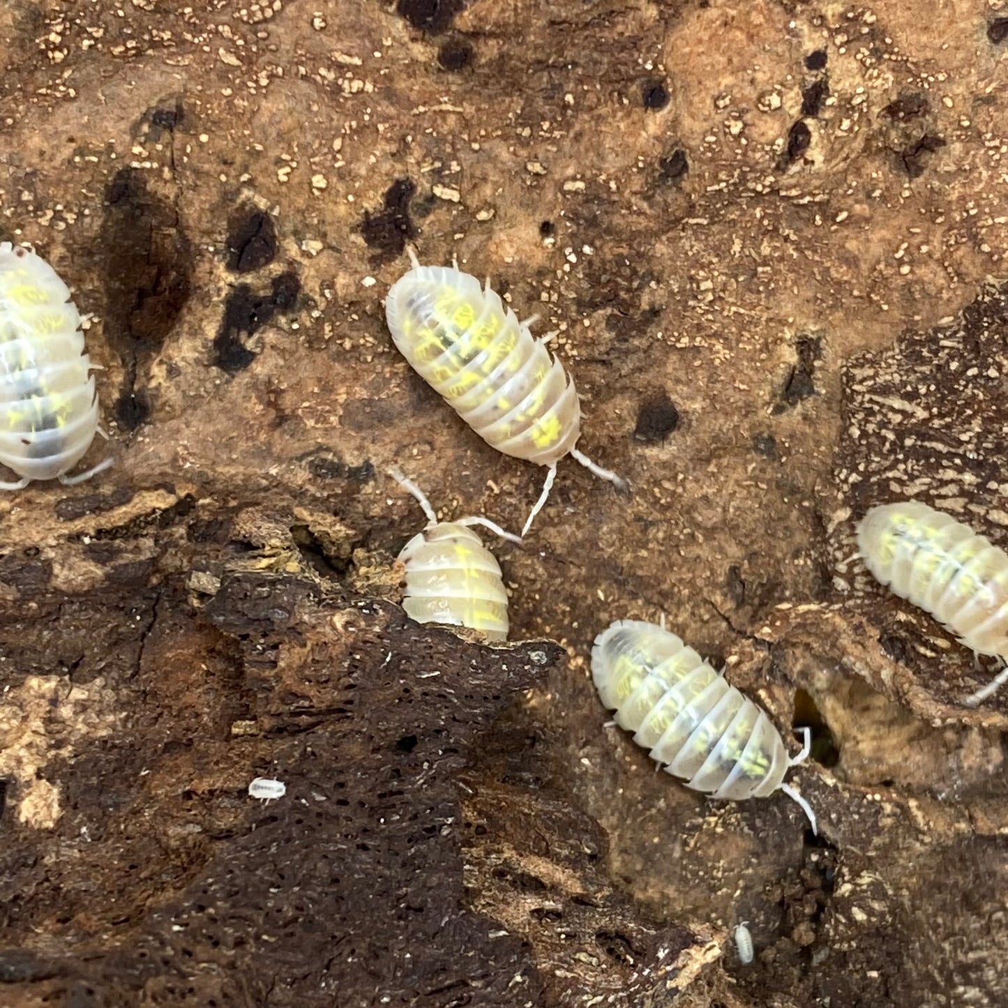 Armadillidium sp. vulgare 'orange spotted dalmatian' isopods, resembling magic potion, clustered on a natural substrate.