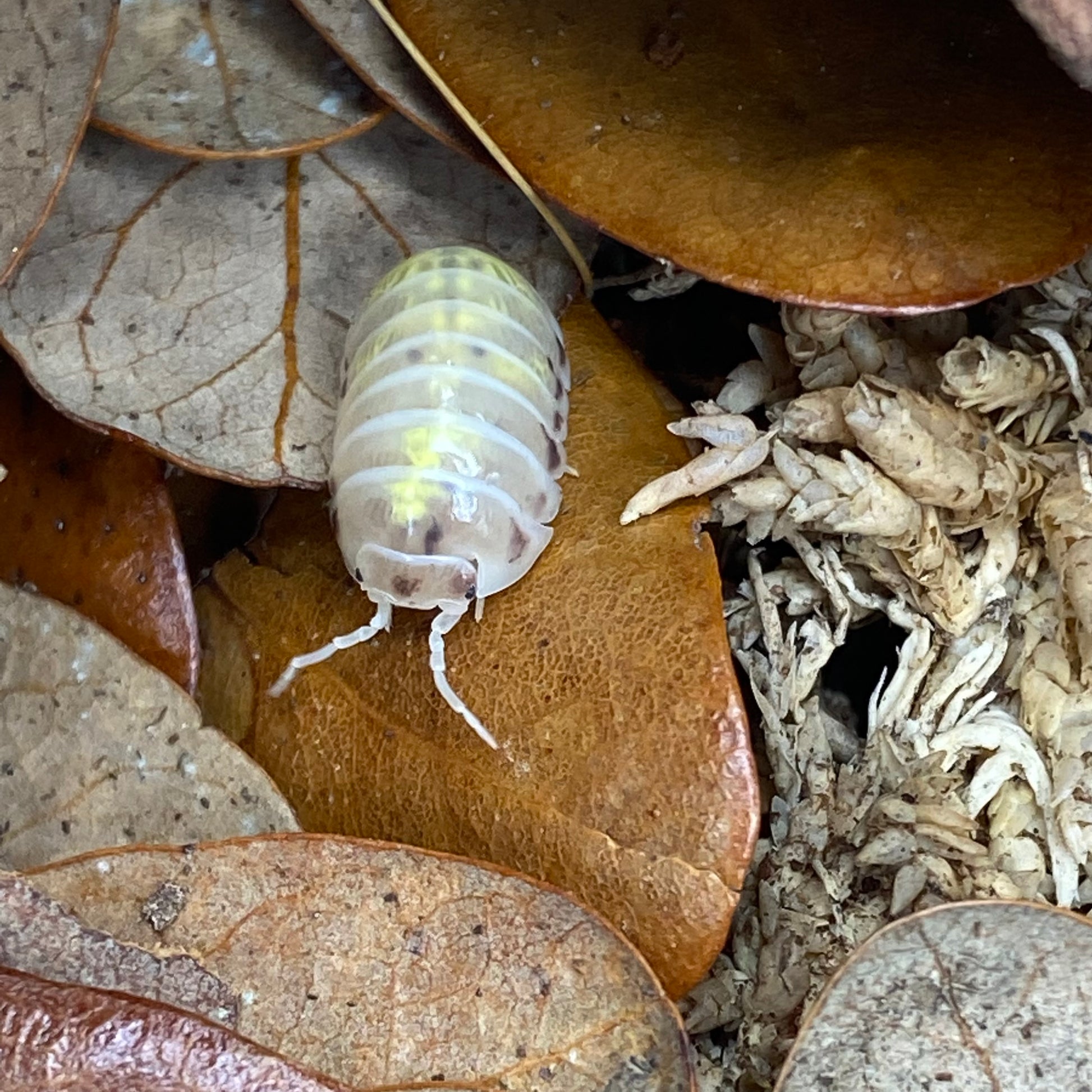 Armadillidium sp. vulgare 'orange spotted dalmatian' isopod with distinctive spotted pattern, similar to magic potion variety, displayed on a natural substrate.