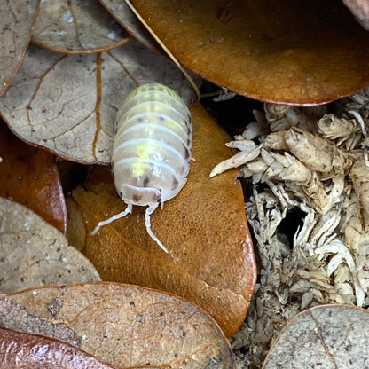 Armadillidium sp. vulgare 'orange spotted dalmatian' isopod with distinctive spotted pattern, similar to magic potion variety, displayed on a natural substrate.