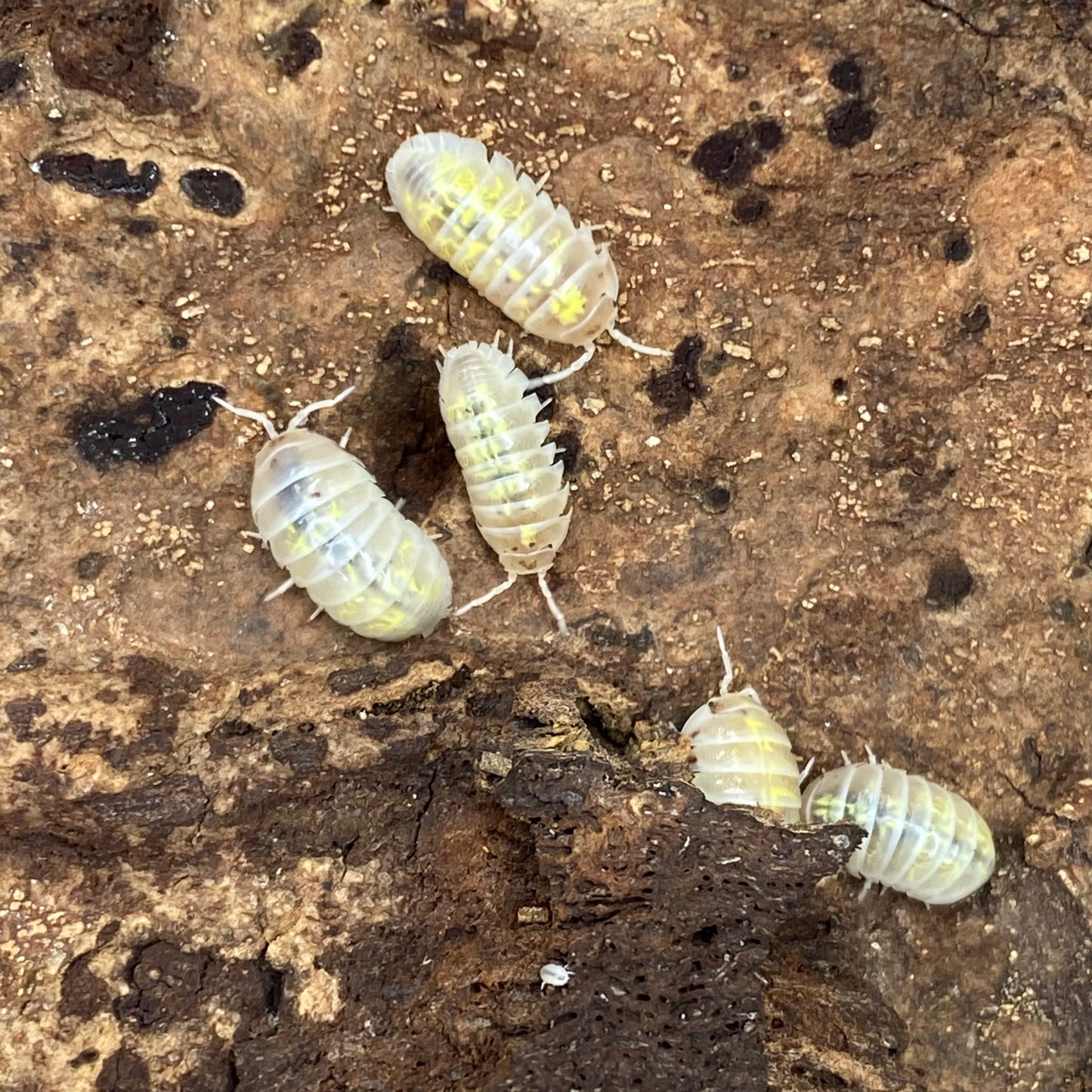 Armadillidium sp. vulgare 'orange spotted dalmatian' isopods clustered together, showcasing their distinctive spotted patterns.
