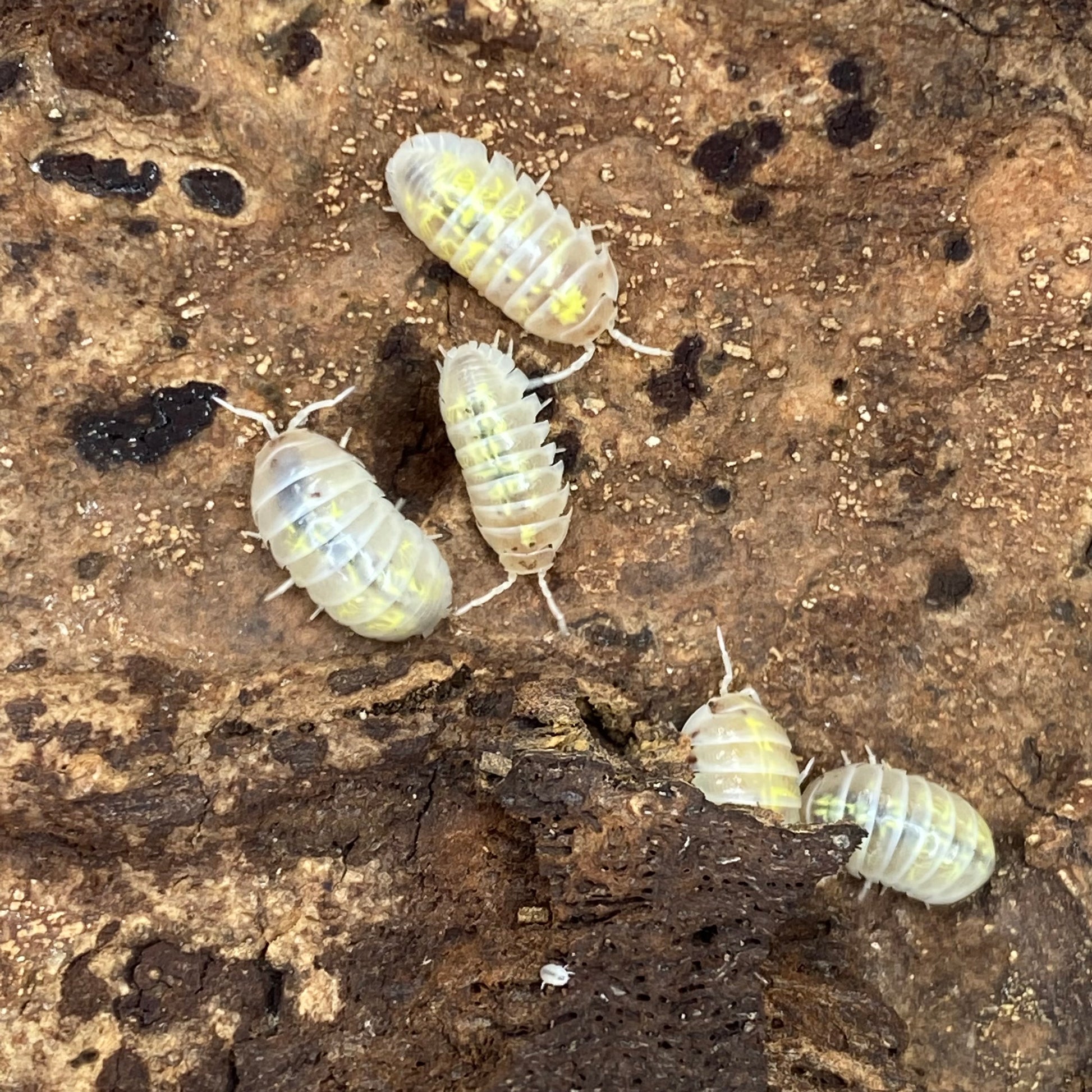 Armadillidium sp. vulgare 'orange spotted dalmatian' isopods clustered together, showcasing their distinctive spotted patterns.