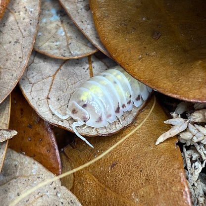 Armadillidium sp. vulgare 'orange spotted dalmatian' isopod, resembling magic potion, with distinct spotted pattern.
