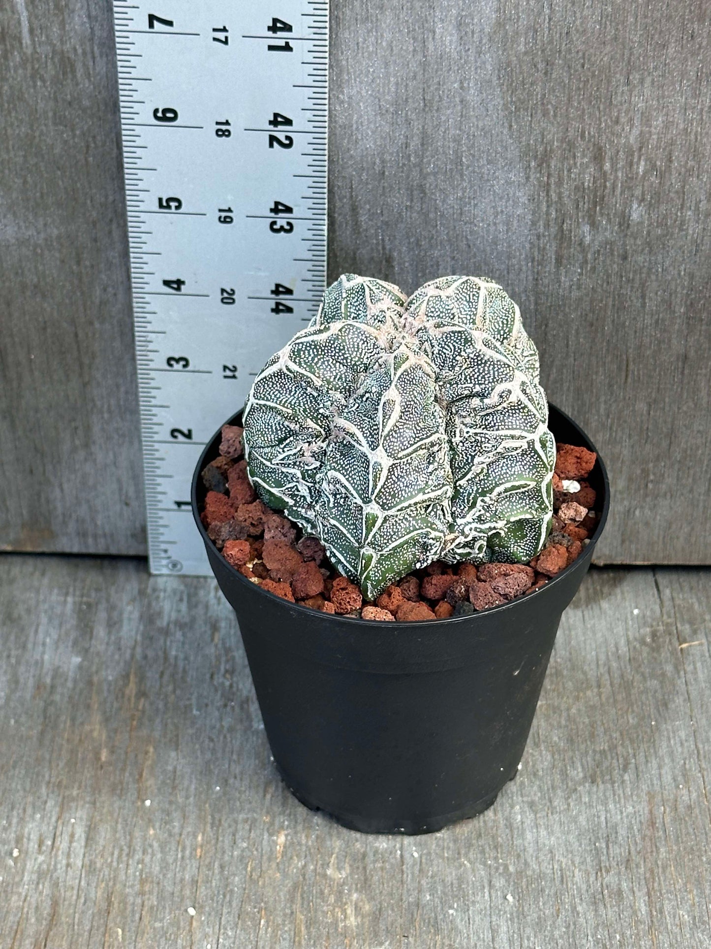 Astrophytum Myriostigma cv. 'Hakujo Fukuryu' (AMHF1) 🌱 in a pot next to a ruler, showcasing its unique raised warts and vertical ribs.