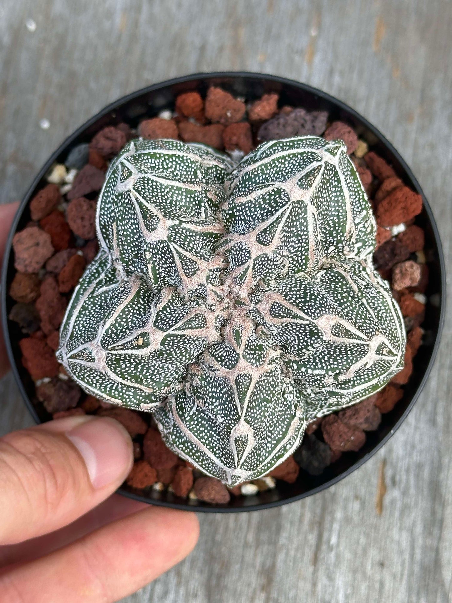 Astrophytum Myriostigma cv. 'Hakujo Fukuryu' (AMHF1) 🌱 - A hand holding a potted cactus with distinctive raised warts and pronounced vertical ribs.