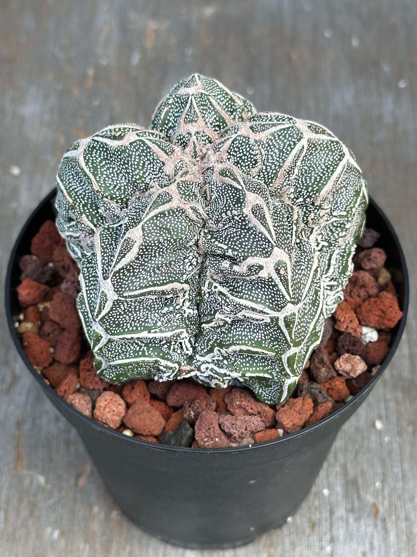 Astrophytum Myriostigma cv. 'Hakujo Fukuryu' (AMHF1) 🌱 in a pot, showcasing its soft, felt-like areoles and distinctive raised warts on vertical ribs.