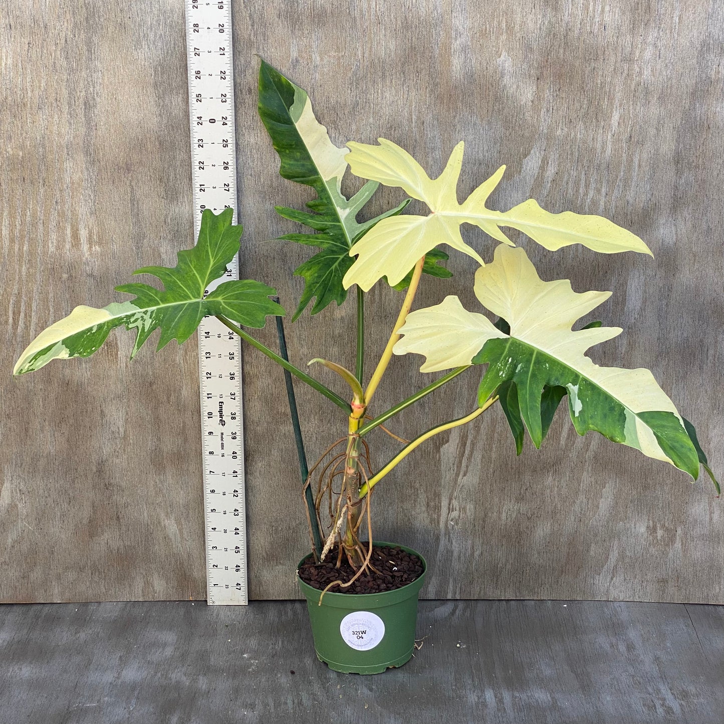 Philodendron Variegated Golden Dragon XXL