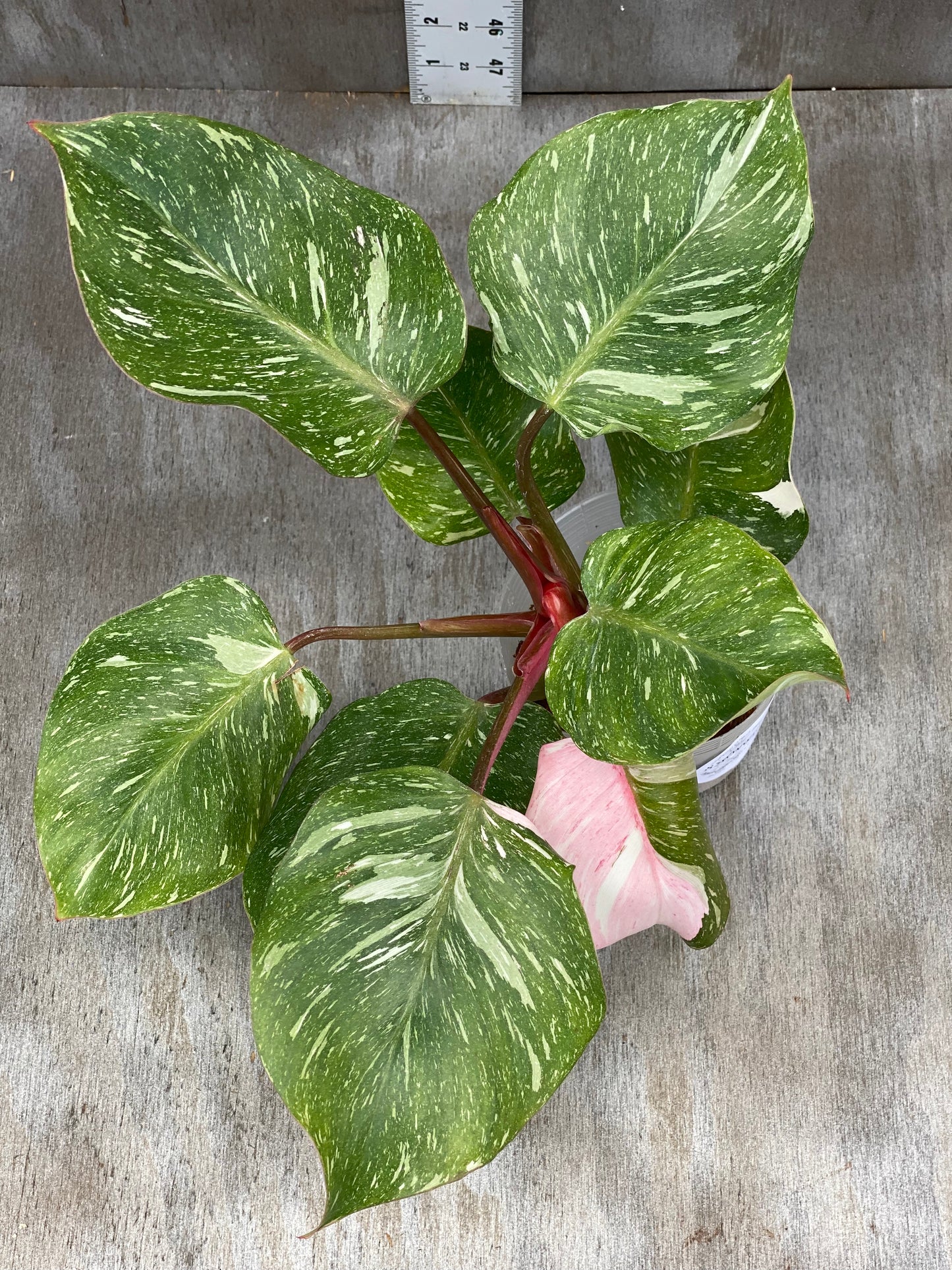 Philodendron White Knight Galaxy (Tricolor! Sport Pink Leaf!!!)