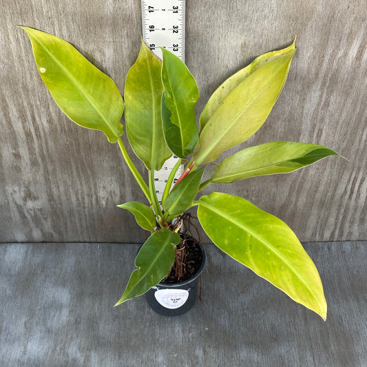 Philodendron Orlando Mint