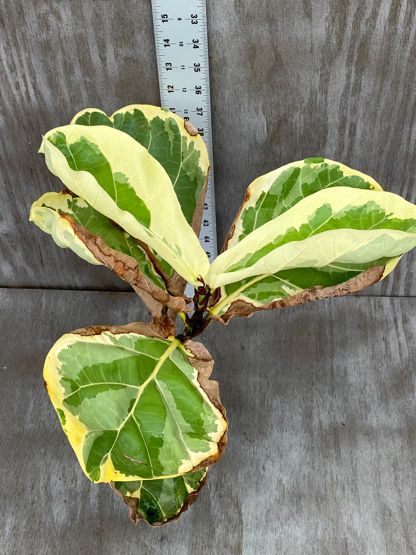 Ficus Lyrata Variegated Fiddle Leaf Fig