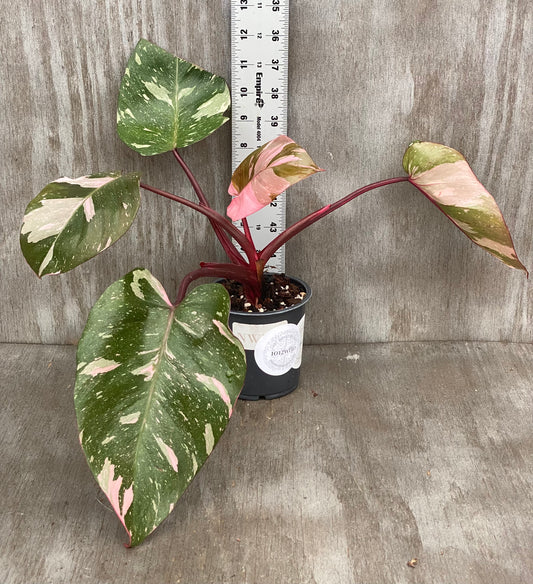 Philodendron Thai Marble Princess