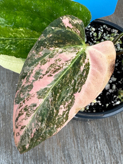 Anthurium Papillilaminum x Ralph Lynam Variegated 727WEB062