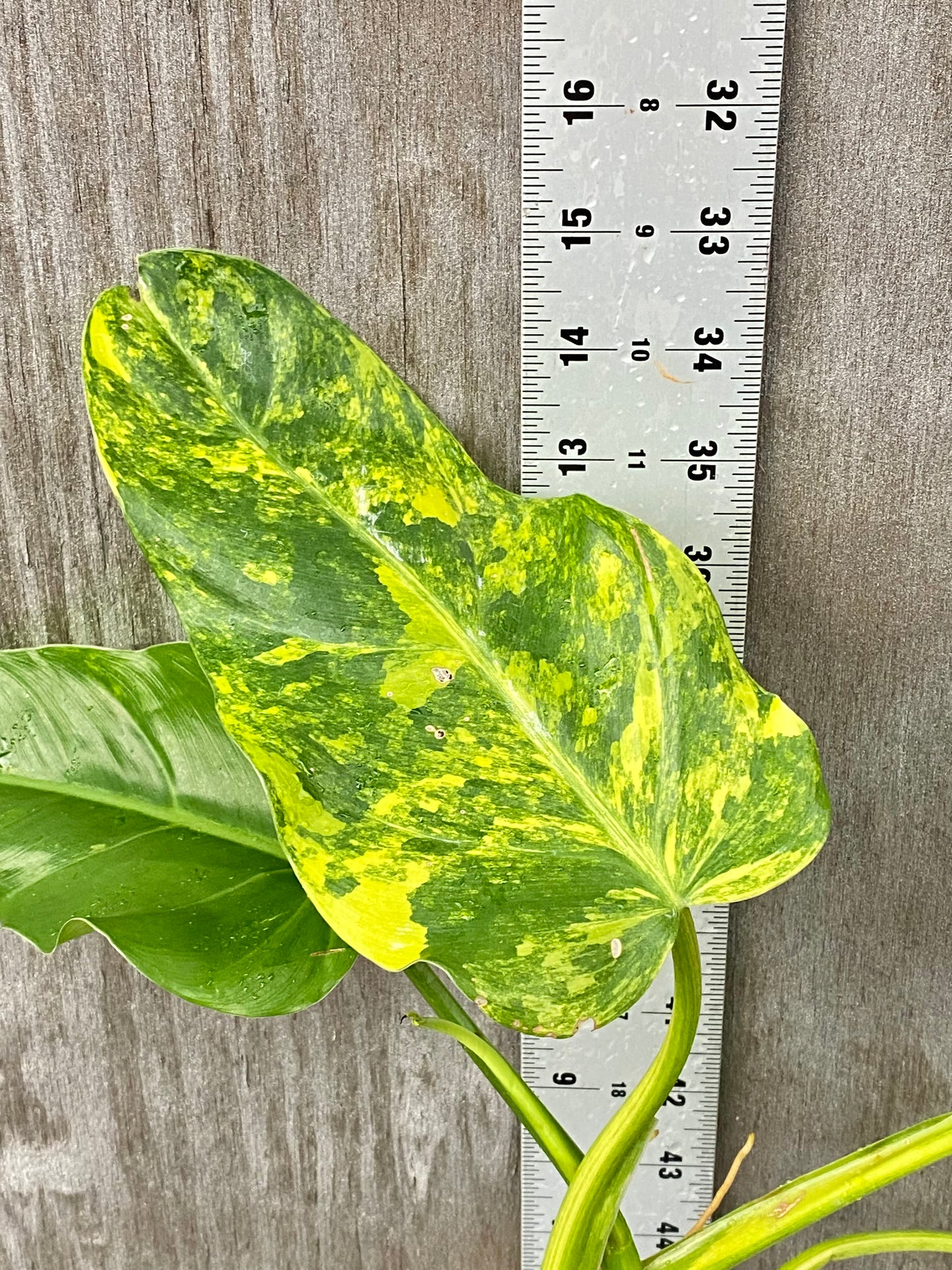 Variegated Philodendron Domesticum