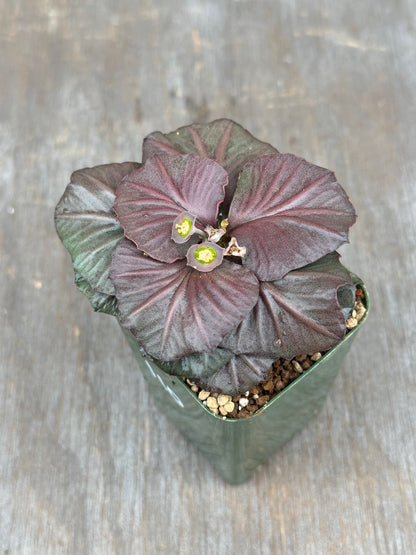 Euphorbia Francoisii Generation 3 Red Fish Tail 803WEB007