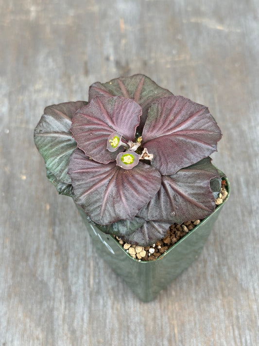 Euphorbia Francoisii Generation 3 Red Fish Tail 803WEB007