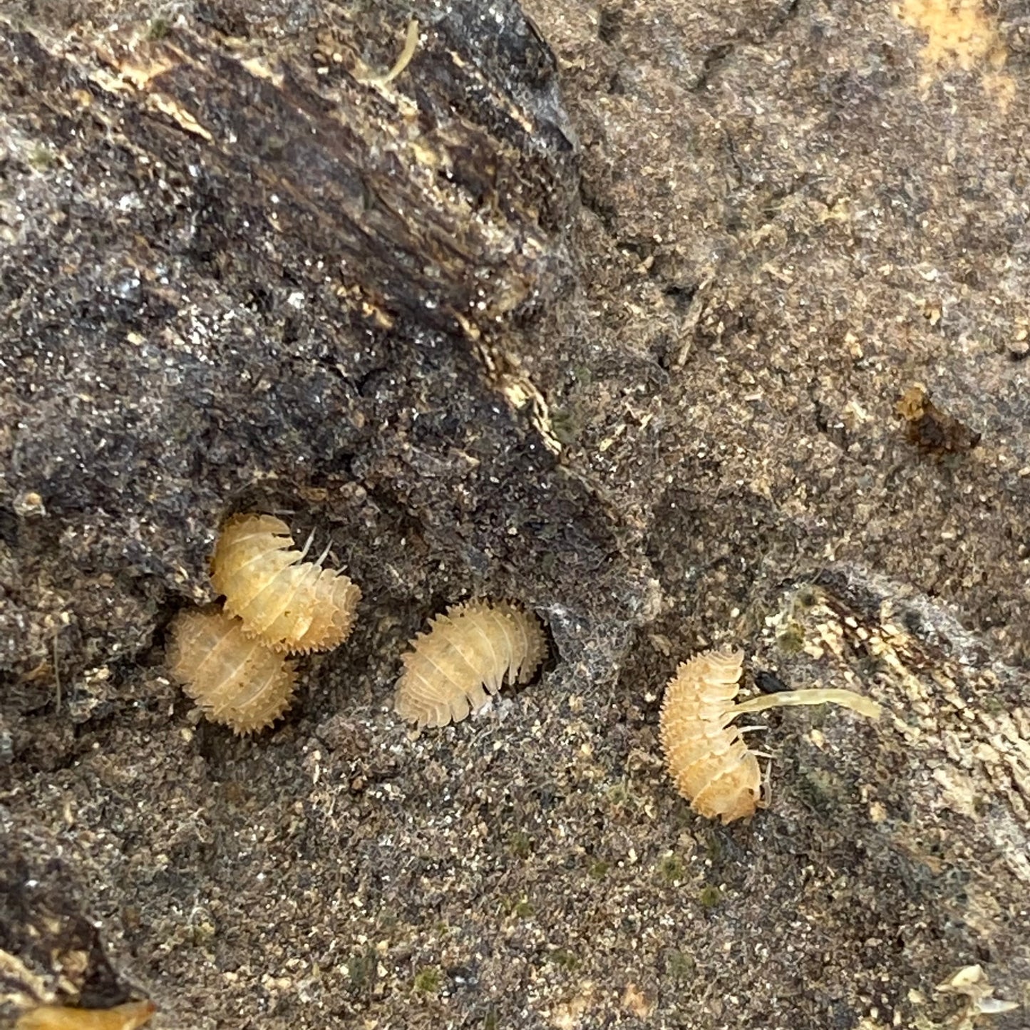 Cristarmadillidium Muricantum ‘Spain Spikey’ isopods, featuring distinct spiky exoskeletons, clustered together in a natural habitat, highlighting their unique texture and form.