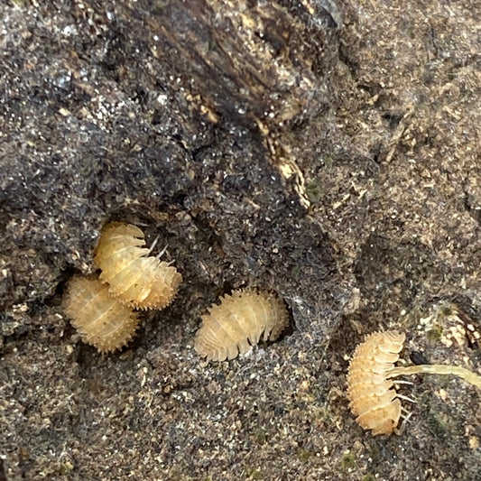 Cristarmadillidium Muricantum ‘Spain Spikey’ isopods clustered in a ground hole, showcasing their distinct spikey appearance and natural habitat.