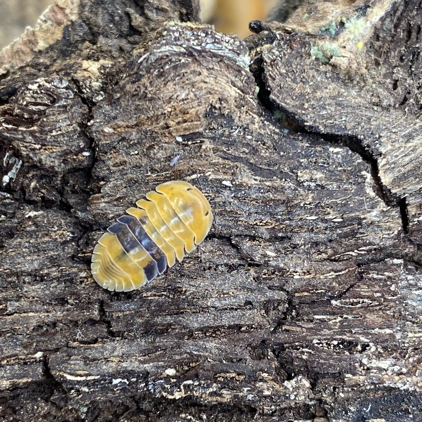 Cubaris sp. Amber isopods clustered on a textured surface, showcasing their unique exoskeleton patterns and compact size.