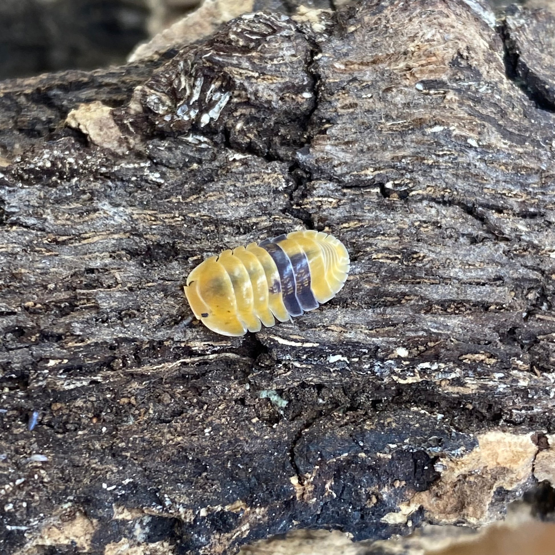 Cubaris sp. Amber, a captivating isopod species, showcased close-up with its distinctive segmented shell and intricate body texture, ideal for enthusiasts and collectors.